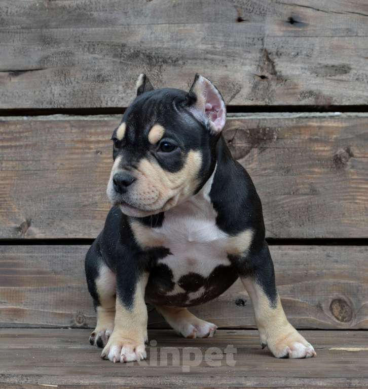 Собаки в Москве: Девочка Американский булли Девочка, Бесплатно - фото 2