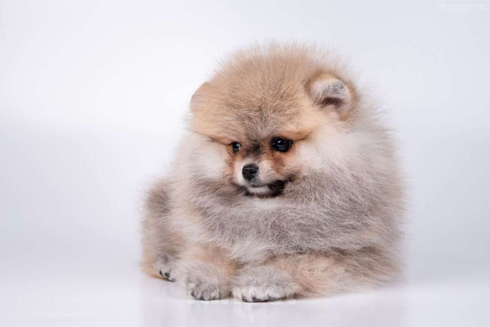 Собаки в Москве: Померанский шпиц Девочка, 65 000 руб. - фото 2