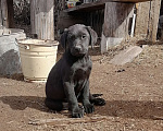 Собаки в Краснокамске: Лабропарень Захар Мальчик, 25 000 руб. - фото 2