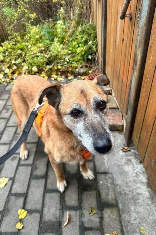 Собаки в Москве: Ищет дом мудрый дедуля Рыжик. Мальчик, Бесплатно - фото 2