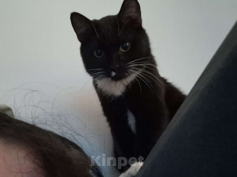 Кошки в Балашихе: отдам кота в добрые руки Мальчик, Бесплатно - фото 3