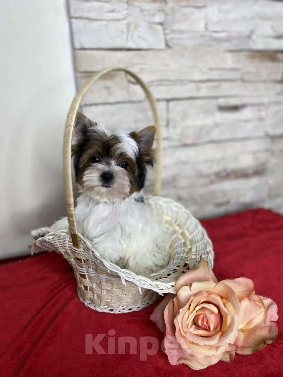 Собаки в Москве: Бивер мальчик РКФ Мальчик, 75 000 руб. - фото 4