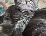 Кошки в Малмыже: Котята мейнкунята ,2 месяца, 3 900 руб. - фото 2