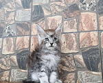 Кошки в Ливны: Мальчик мейн кун Мальчик, 50 000 руб. - фото 3