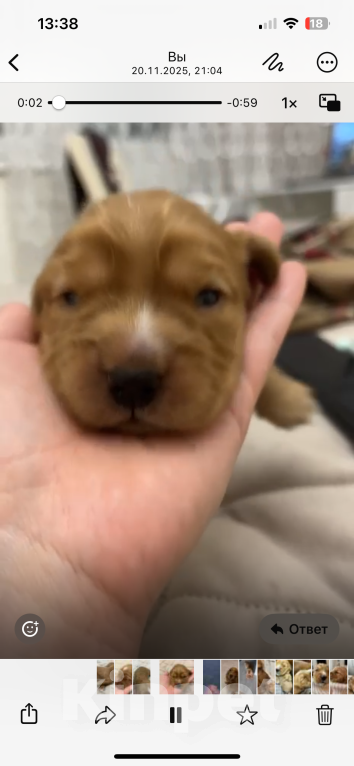 Собаки в Москве: Рокки Мальчик, 45 000 руб. - фото 1