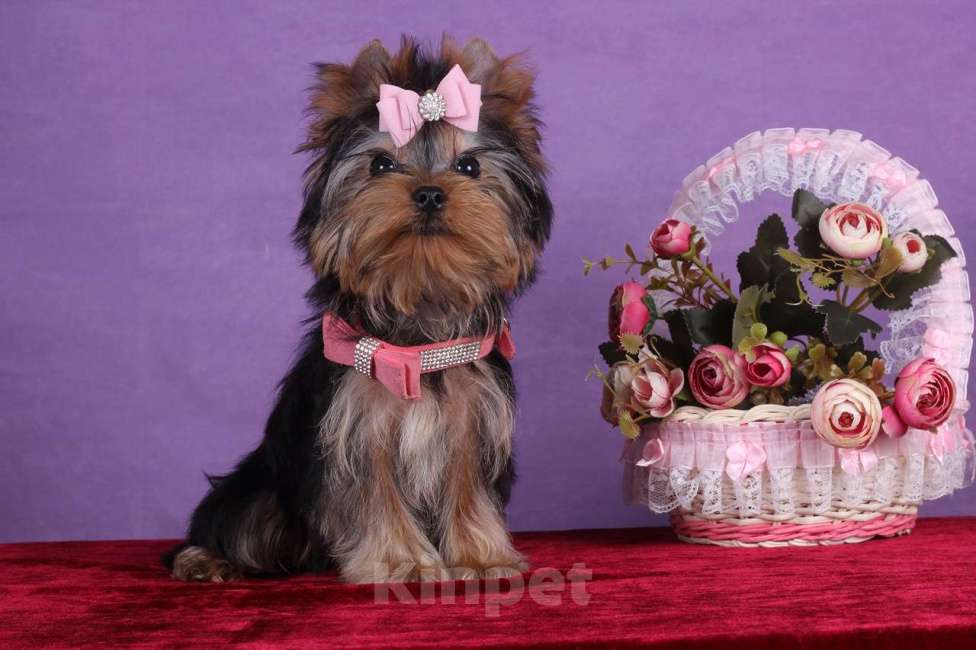 Собаки в Москве: Йоркширский терьер мини девочка Любава РКФ. Девочка, 65 000 руб. - фото 3