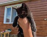 Кошки в Казани: Котенок в добрые руки Девочка, Бесплатно - фото 1
