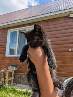 Котенок в добрые руки