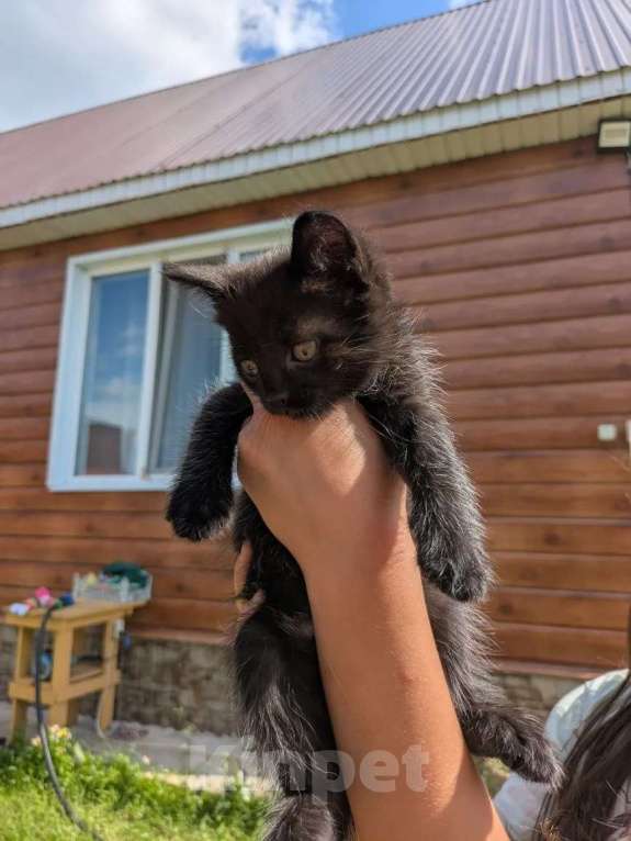 Кошки в Казани: Котенок в добрые руки Девочка, Бесплатно - фото 1
