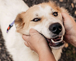 Собаки в Москве: Пушистый белый красавец пёс Альф в дар Мальчик, 1 руб. - фото 7