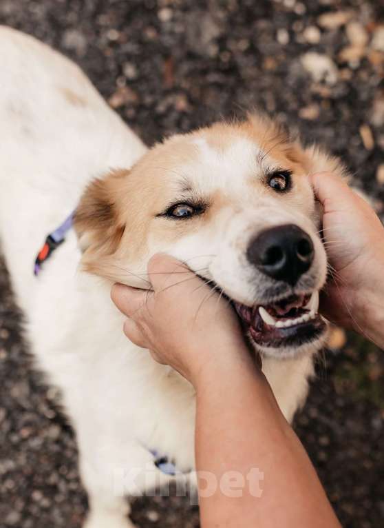 Собаки в Москве: Пушистый белый красавец пёс Альф в дар Мальчик, 1 руб. - фото 7