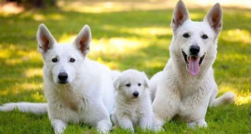 Объявление: продаются щенки белой швейцарской овчарки, 25 000 руб., Симферополь