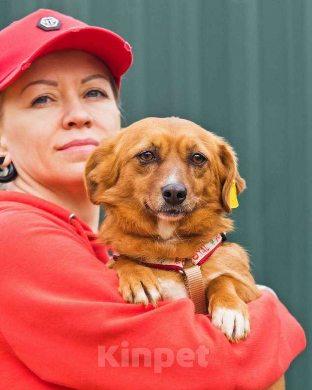 Собаки в других городах Московской области: Нежная Люси ищет дом Девочка, Бесплатно - фото 7