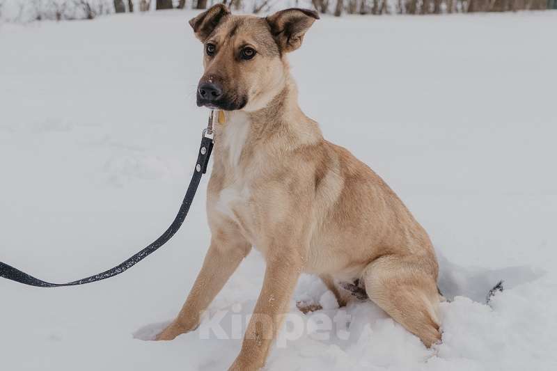 Собаки в Москве: Ясенька, идеально квартирная собачка Девочка, 1 руб. - фото 3