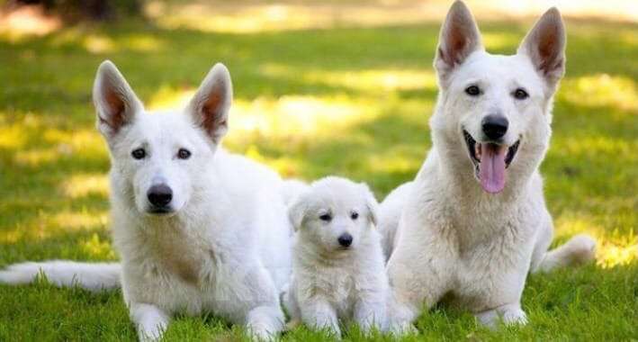 Собаки в Симферополе: продаются щенки белой швейцарской овчарки Мальчик, 25 000 руб. - фото 1