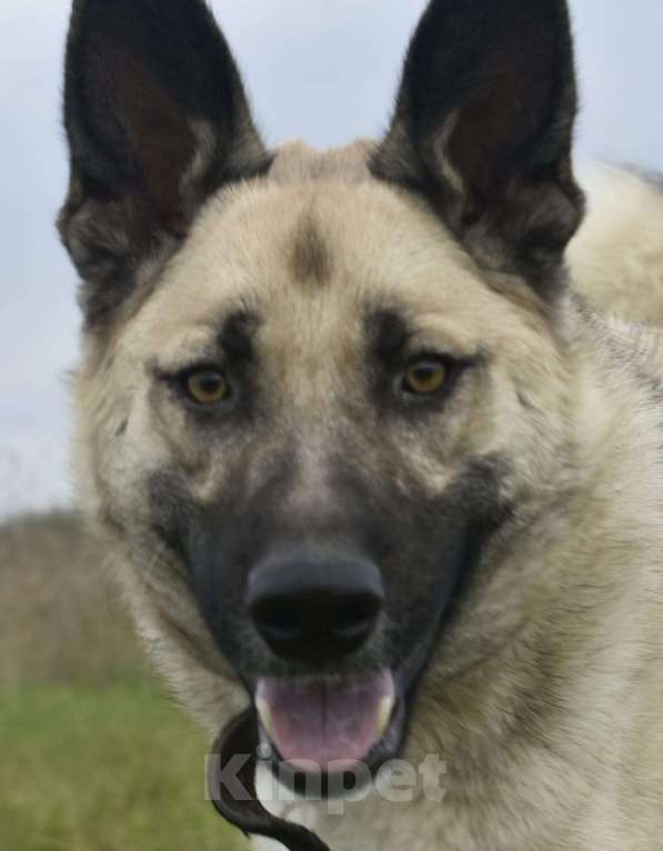 Собаки в Москве: Молодая овчарка Арчи в добрые руки Мальчик, 1 руб. - фото 3