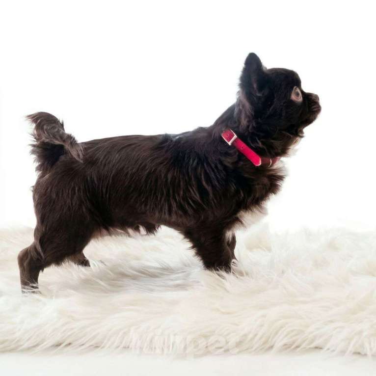 Собаки в Москве: Шоколадный мини мальчик Мальчик, Бесплатно - фото 2