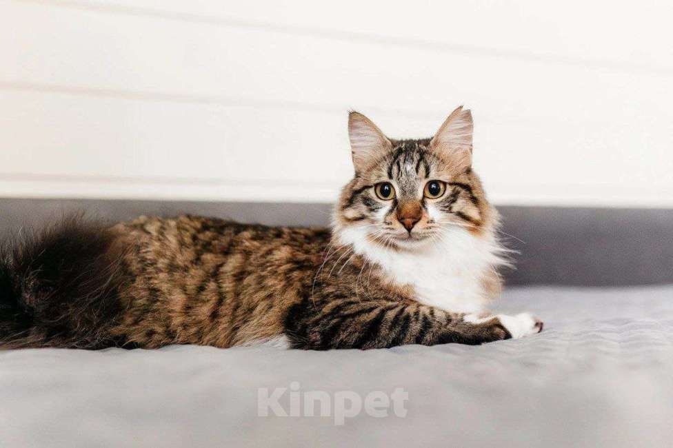 Кошки в Москве: Кемер из курортного Кемера ищет семью Мальчик, Бесплатно - фото 8