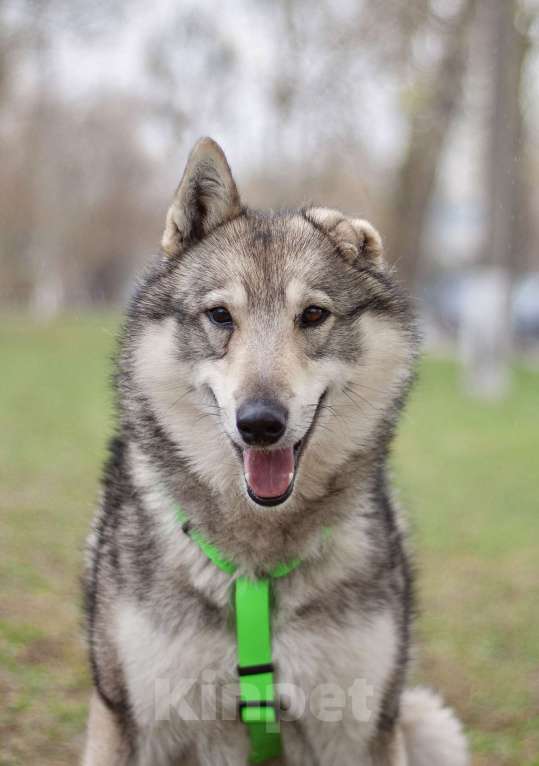 Собаки в Москве: Ласковый лайка Арктур в поисках любящей семьи Мальчик, Бесплатно - фото 4