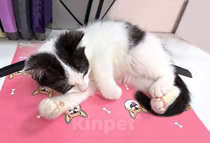 Кошки в Санкт-Петербурге: Ласковый трогательный котёнок Кузя ищет дом  Мальчик, 10 руб. - фото 2