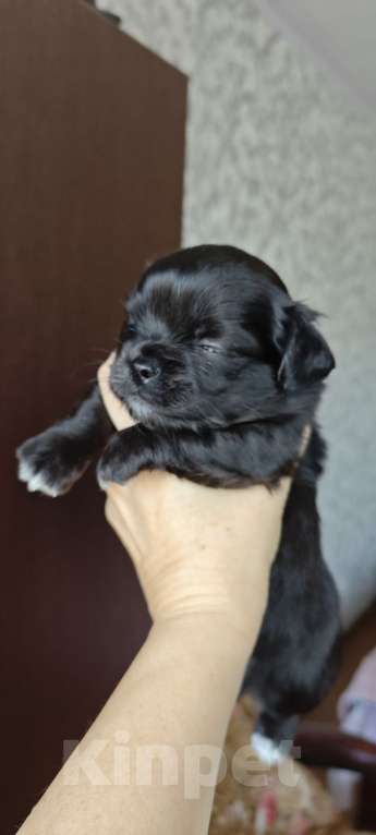 Собаки в Ростове-на-Дону: Длинношёрстные мальчик Мальчик, Бесплатно - фото 1