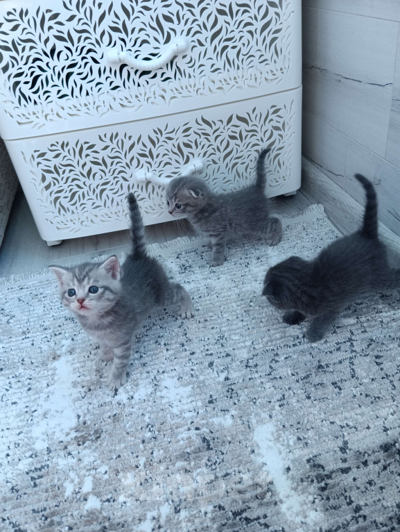 Кошки в Воронеже: Продаю чистокровных шотландских котят правильной и плановой вязки Мальчик, Бесплатно - фото 3