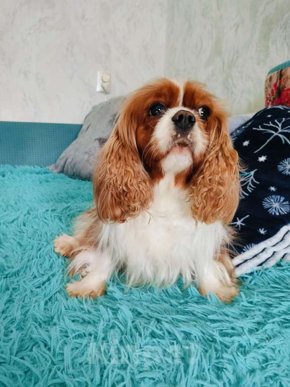 Собаки в Воронеже: Девочка окраса бленхейм Девочка, 50 000 руб. - фото 3