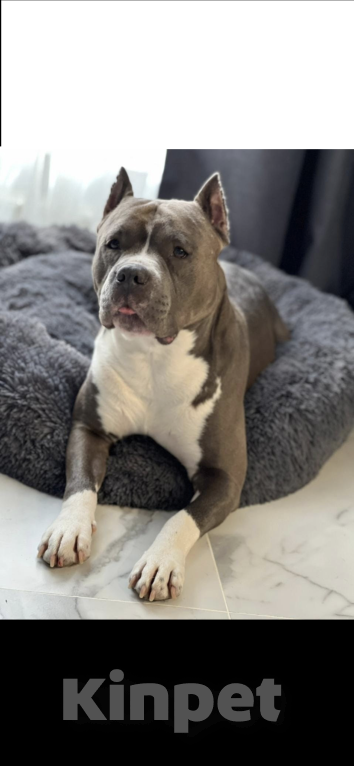 Собаки в Москве: Щенки АСТ Мальчик, 50 000 руб. - фото 1