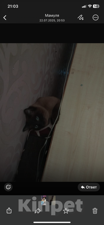 Кошки в Великом Луке: Китя потерялся  Мальчик, 2 500 руб. - фото 4