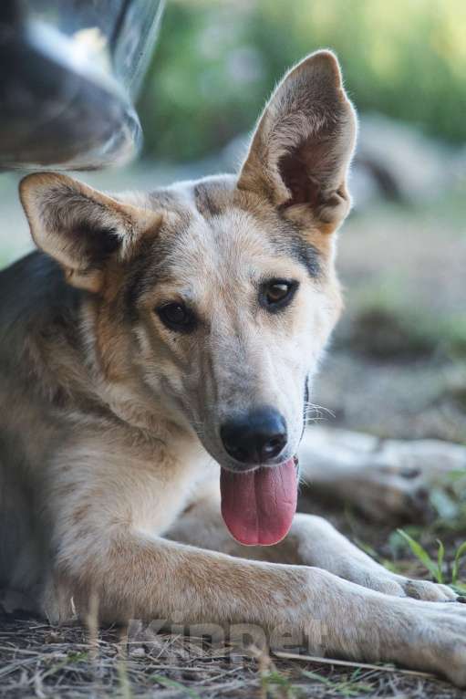 Собаки в Москве: Серафима — собака-удача в дар  Девочка, 1 руб. - фото 5