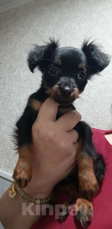 Собаки в Великом Новгороде: Русский той длинношёрстный Мальчик, 30 000 руб. - фото 7