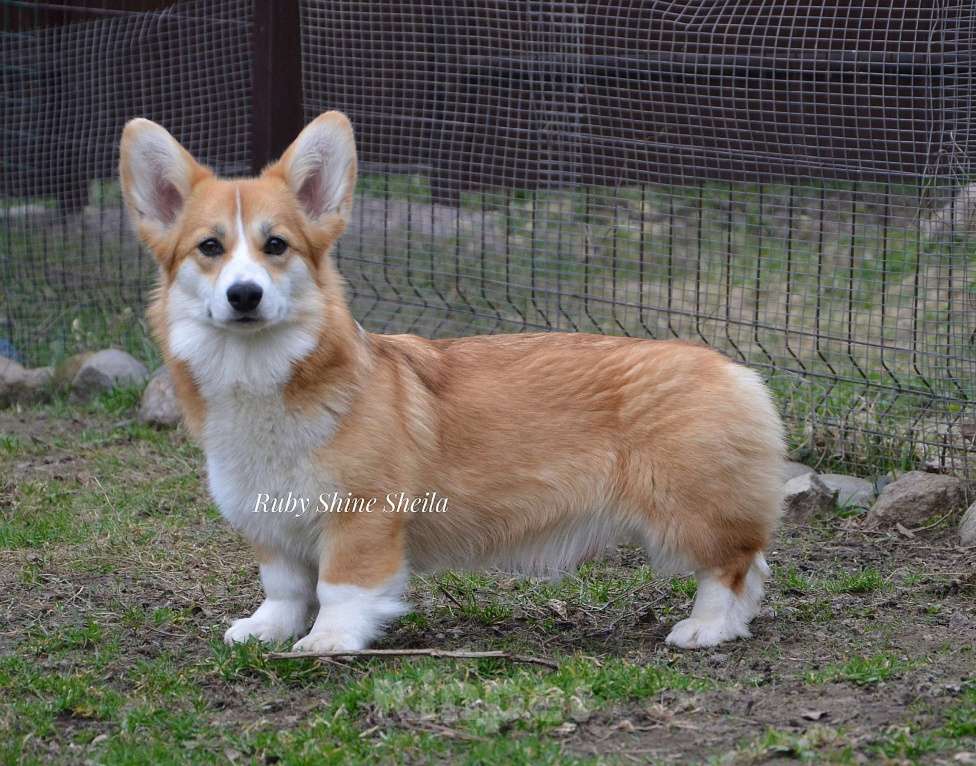 Собаки в Санкт-Петербурге: Девочка вельш корги пемброк Девочка, Бесплатно - фото 4
