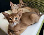 Кошки в Самаре: Аби-малыши Мальчик, Бесплатно - фото 1