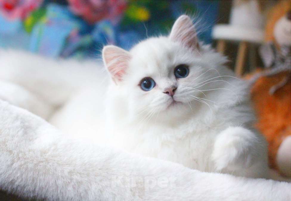 Кошки в Москве: Роскошный серебристый мальчик с синими глазами Мальчик, 60 000 руб. - фото 1