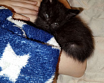 Кошки в Энгельс: Котенок Тимоша Мальчик, 1 руб. - фото 2
