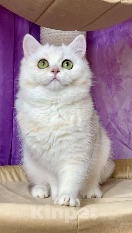 Кошки в Москве: Британские золотые и серебристые шиншиллы в добрые руки.  Мальчик, Бесплатно - фото 5