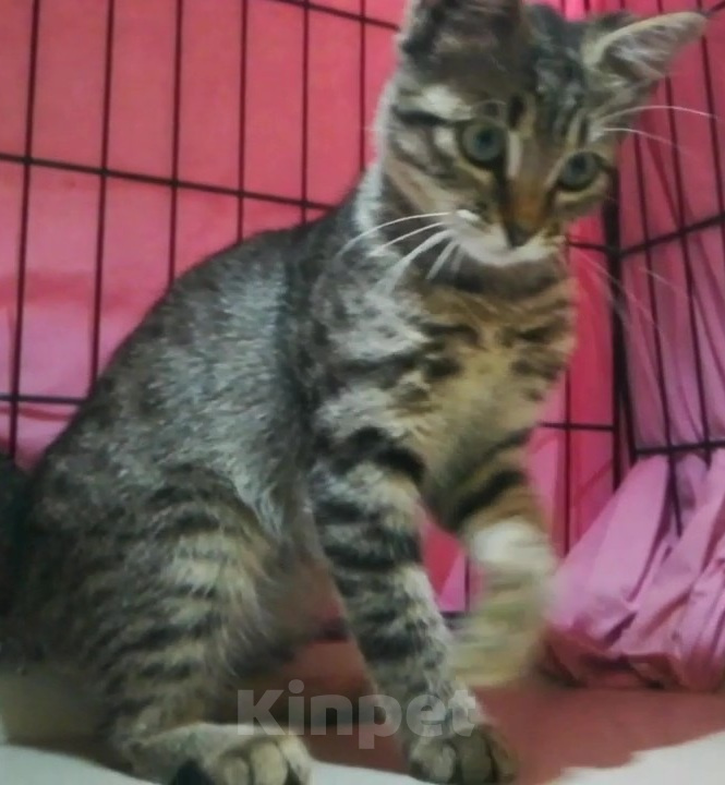 Кошки в Долгопрудном: Котёнок из приюта мечтает о доме Девочка, Бесплатно - фото 6