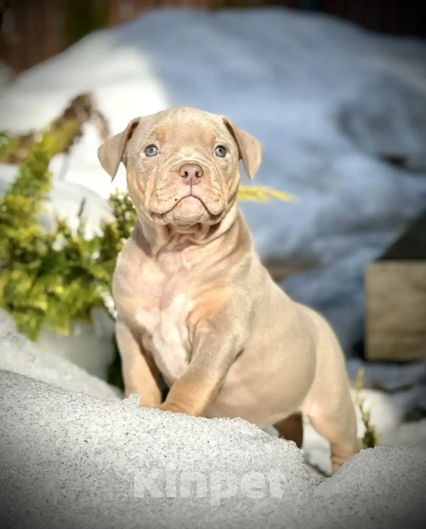 Собаки в других городах Московской области: Американский Булли 🥰 Разнополые, Бесплатно - фото 3