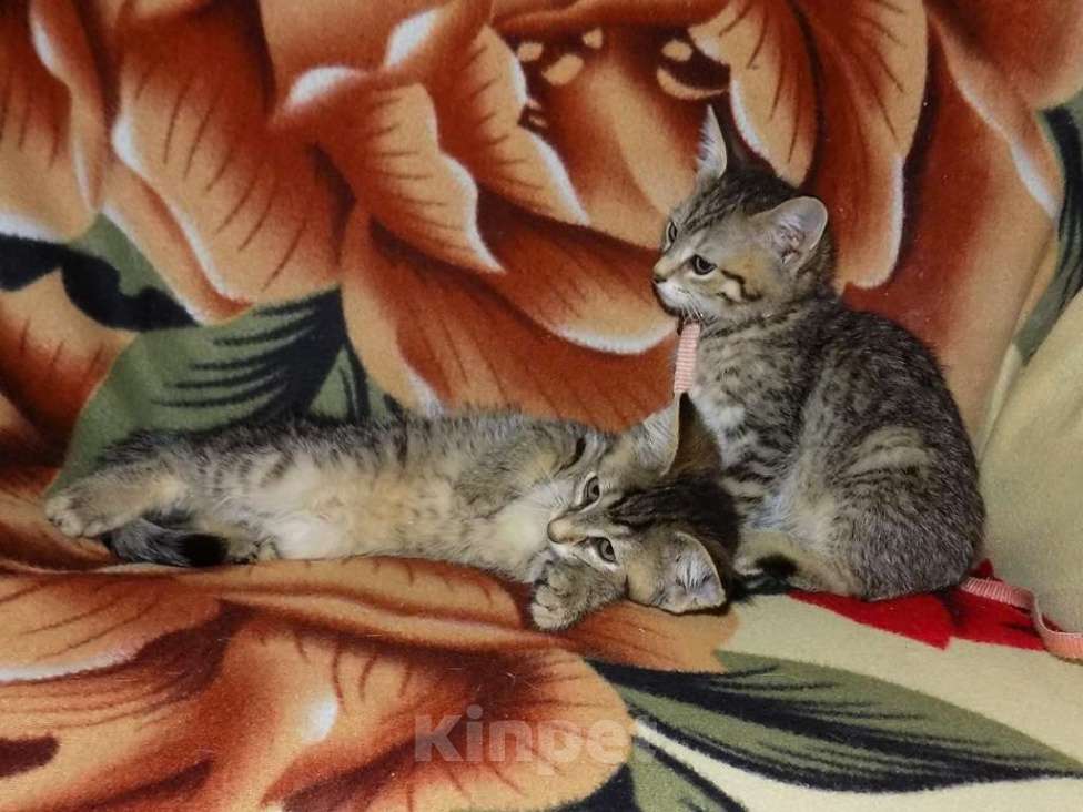 Кошки в Москве: Оцикет девочки (маленькие рыси) Девочка, 20 000 руб. - фото 5