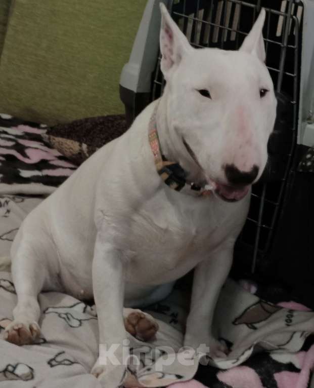 Собаки в Санкт-Петербурге: Девочка 1 год. Рожд. 19.02.2025г. Девочка, 100 000 руб. - фото 9