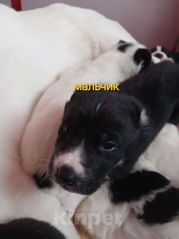 Собаки в Владимире: Щенки Алабая Мальчик, 16 000 руб. - фото 1