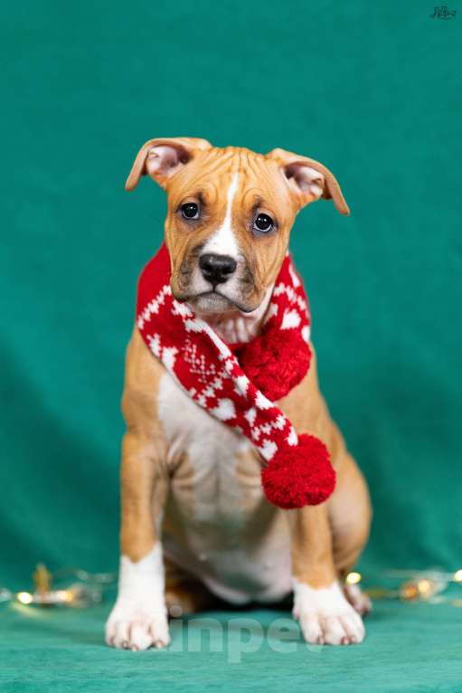 Собаки в Красногорске: Девочка 5 Девочка, 50 000 руб. - фото 1