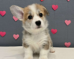 Собаки в Кургане: Щенок вельш корги пемброк, сука Девочка, 50 000 руб. - фото 1