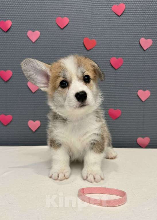 Собаки в Кургане: Щенок вельш корги пемброк, сука Девочка, 50 000 руб. - фото 1