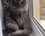Кошки в Санкт-Петербурге: Предлагаются к продаже сибирские кошки Мальчик, 40 000 руб. - фото 2
