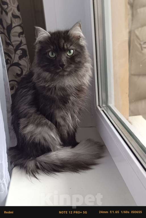 Кошки в Санкт-Петербурге: Предлагаются к продаже сибирские кошки Мальчик, 40 000 руб. - фото 2