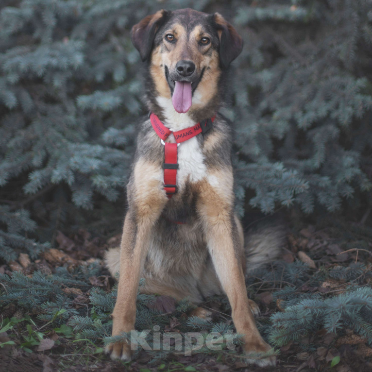 Собаки в Москве: Миса Девочка, Бесплатно - фото 4