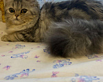 Кошки в Острогожске: Хайленд, 3 000 руб. - фото 1