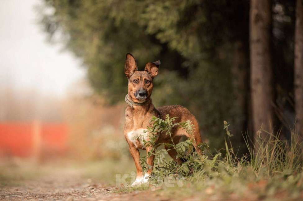 Собаки в других городах Московской области: Лиса ищет тебя Девочка, Бесплатно - фото 8