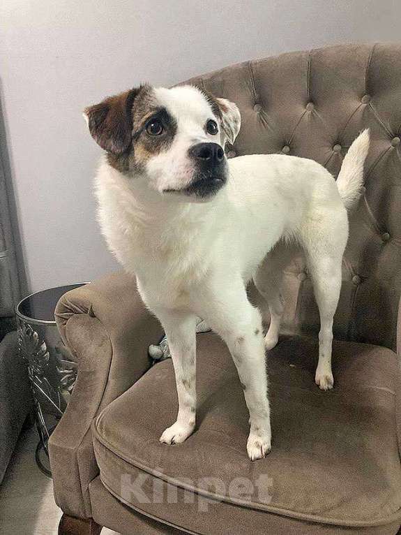 Собаки в Москве: Миниатюрная диванная собачка Дафи ищет дом Девочка, Бесплатно - фото 7